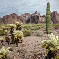 The King of Arizona National Wildlife Refuge