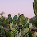 Desert Heart
